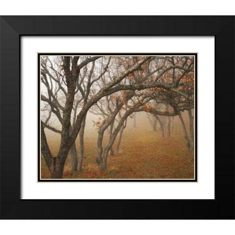 Misty Oaks II Black Modern Wood Framed Art Print with Double Matting by Geyman, Vitaly