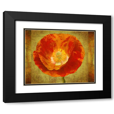 Sun Poppy I Black Modern Wood Framed Art Print with Double Matting by Geyman, Vitaly