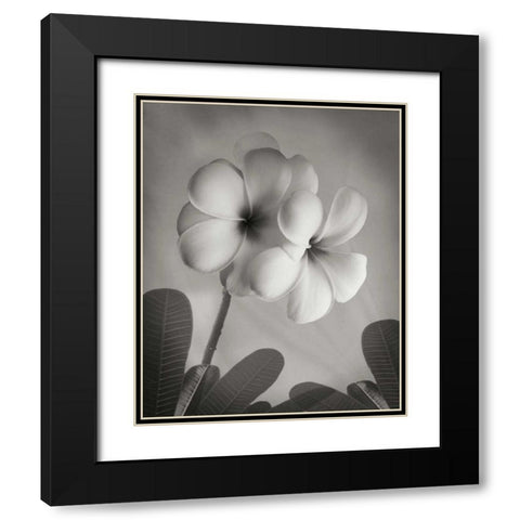 Plumeria I Black Modern Wood Framed Art Print with Double Matting by Geyman, Vitaly