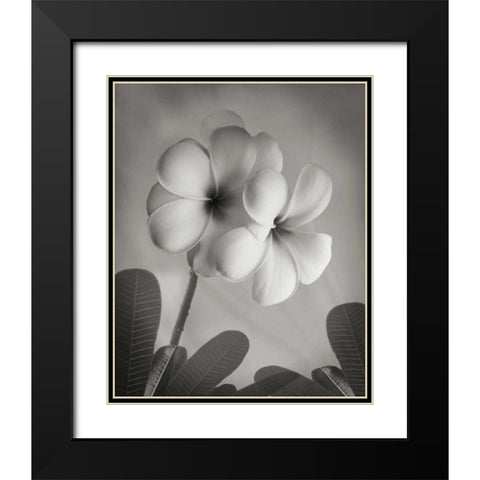 Plumeria I Black Modern Wood Framed Art Print with Double Matting by Geyman, Vitaly