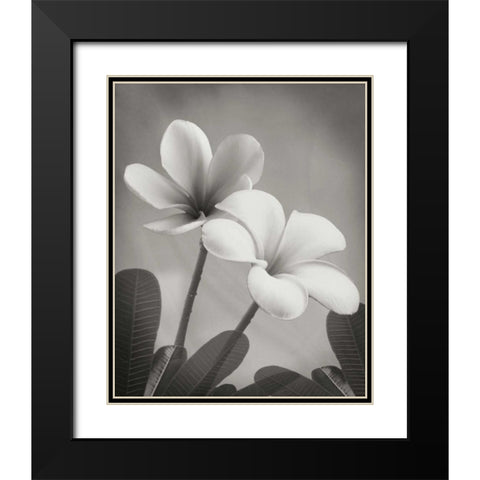 Plumeria II Black Modern Wood Framed Art Print with Double Matting by Geyman, Vitaly