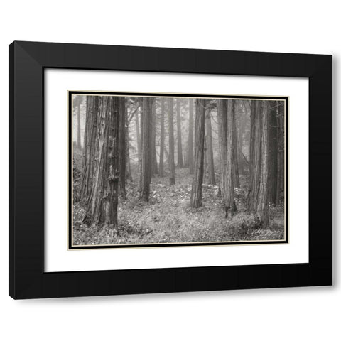 Pine Tree Grove II BandW Black Modern Wood Framed Art Print with Double Matting by Geyman, Vitaly