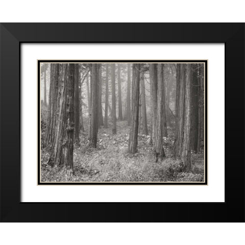 Pine Tree Grove II BandW Black Modern Wood Framed Art Print with Double Matting by Geyman, Vitaly