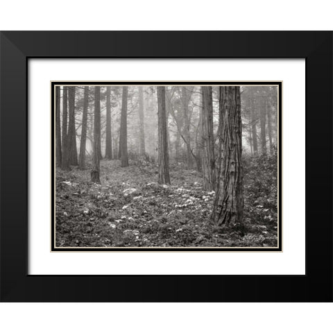 Pine Tree Grove III BandW Black Modern Wood Framed Art Print with Double Matting by Geyman, Vitaly