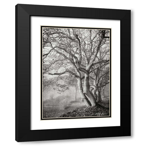 Tree in the Mist VI BandW Black Modern Wood Framed Art Print with Double Matting by Geyman, Vitaly