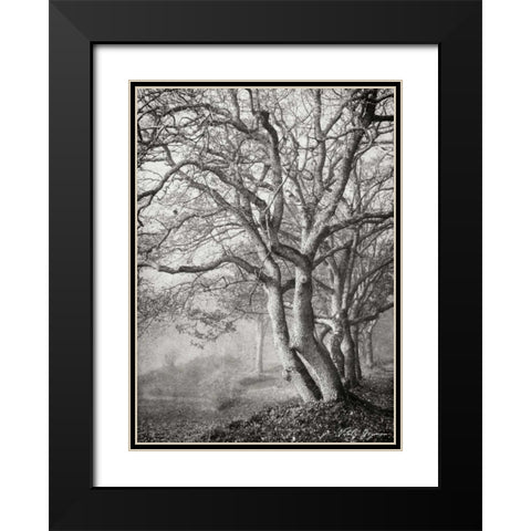 Tree in the Mist VI BandW Black Modern Wood Framed Art Print with Double Matting by Geyman, Vitaly