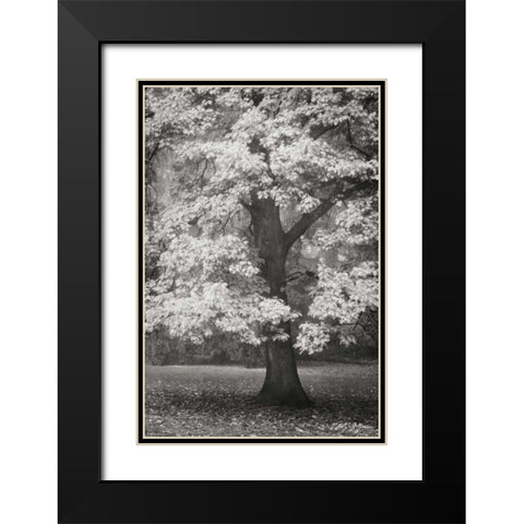Autumn in Paris II BandW Black Modern Wood Framed Art Print with Double Matting by Geyman, Vitaly