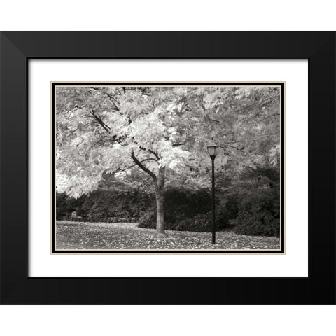 Fall Maple Fever IX BandW Black Modern Wood Framed Art Print with Double Matting by Geyman, Vitaly