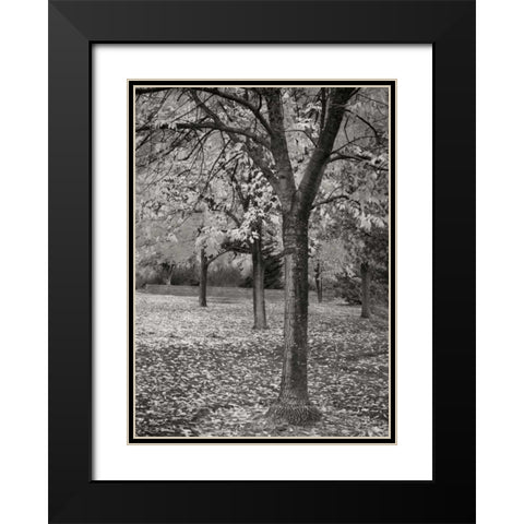Fall Tree Grove I BandW Black Modern Wood Framed Art Print with Double Matting by Geyman, Vitaly