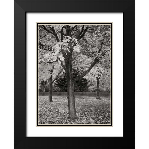 Fall Tree Grove II BandW Black Modern Wood Framed Art Print with Double Matting by Geyman, Vitaly