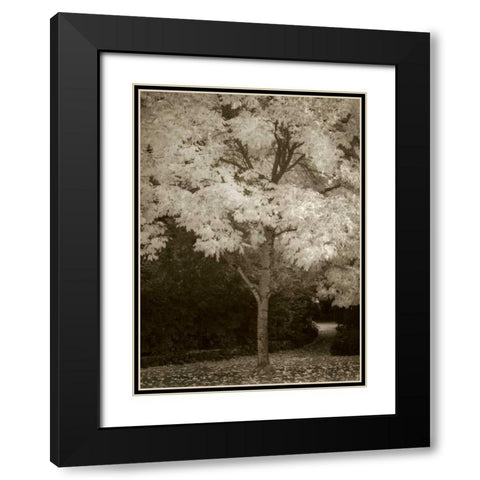 Fall Maple Fever VI Black Modern Wood Framed Art Print with Double Matting by Geyman, Vitaly