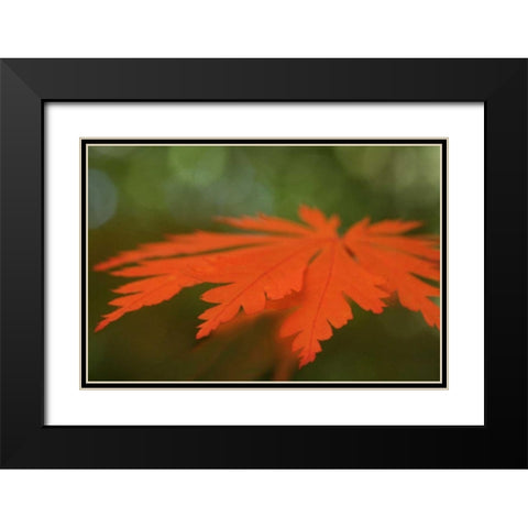 Autumn Leaf Mirage I Black Modern Wood Framed Art Print with Double Matting by Geyman, Vitaly