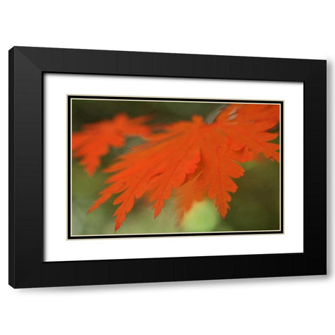 Autumn Leaf Mirage II Black Modern Wood Framed Art Print with Double Matting by Geyman, Vitaly
