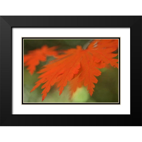 Autumn Leaf Mirage II Black Modern Wood Framed Art Print with Double Matting by Geyman, Vitaly