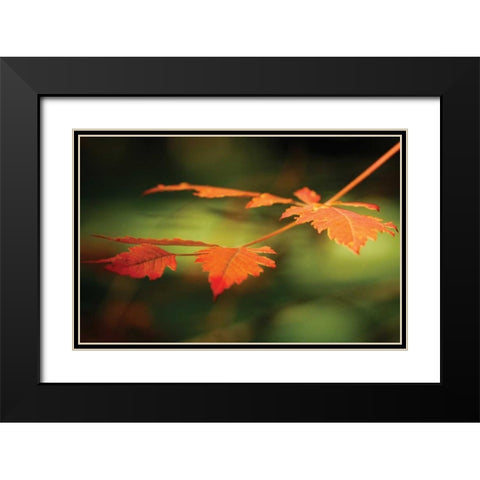 Autumn Fire Leaves I Black Modern Wood Framed Art Print with Double Matting by Geyman, Vitaly