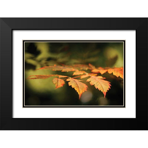 Autumn Fire Leaves II Black Modern Wood Framed Art Print with Double Matting by Geyman, Vitaly