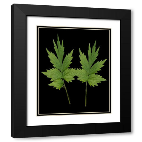Green Leaves III Black Modern Wood Framed Art Print with Double Matting by Geyman, Vitaly