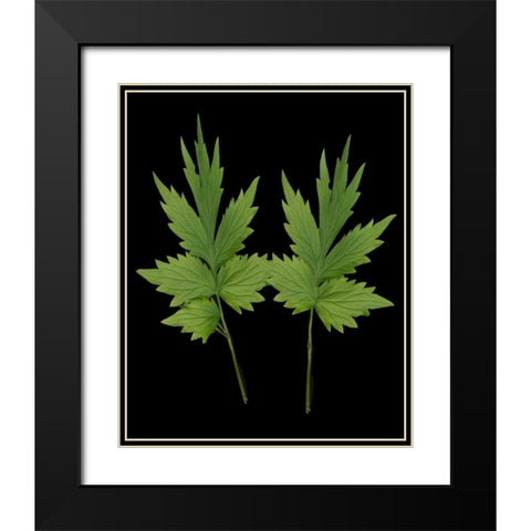 Green Leaves III Black Modern Wood Framed Art Print with Double Matting by Geyman, Vitaly