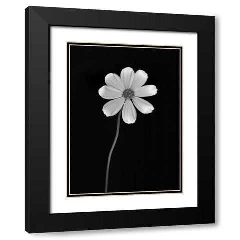 Ballet Flower I BandW Black Modern Wood Framed Art Print with Double Matting by Geyman, Vitaly