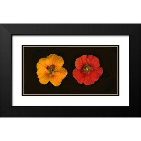 Nasturtiums Duet Black Modern Wood Framed Art Print with Double Matting by Geyman, Vitaly