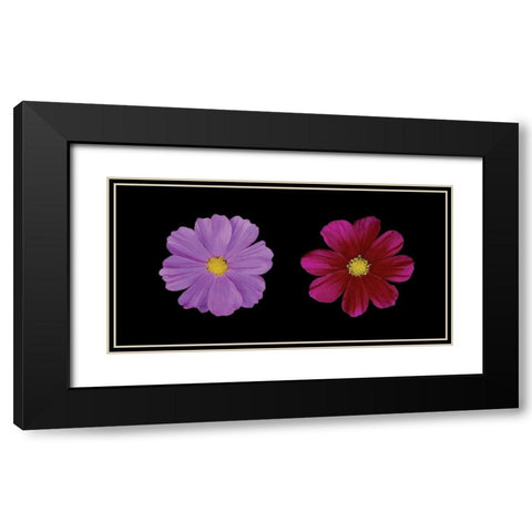 Cosmos Flower Duet Black Modern Wood Framed Art Print with Double Matting by Geyman, Vitaly