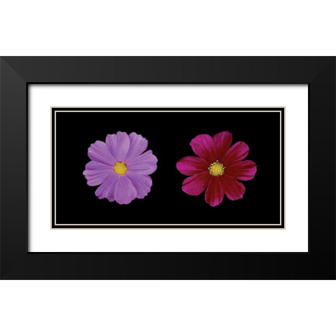 Cosmos Flower Duet Black Modern Wood Framed Art Print with Double Matting by Geyman, Vitaly