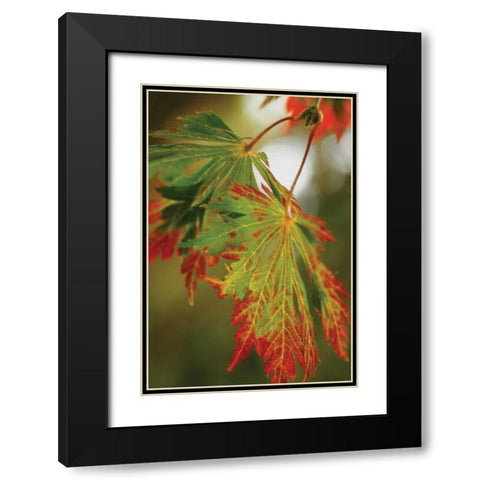 Autumn Leaf Paradise II Black Modern Wood Framed Art Print with Double Matting by Geyman, Vitaly