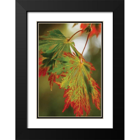 Autumn Leaf Paradise II Black Modern Wood Framed Art Print with Double Matting by Geyman, Vitaly