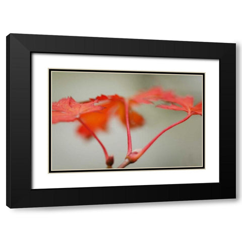 Maple In Style II Black Modern Wood Framed Art Print with Double Matting by Geyman, Vitaly
