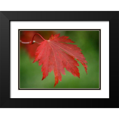 Maple Leaf Portrait IV Black Modern Wood Framed Art Print with Double Matting by Geyman, Vitaly