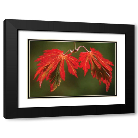 Maple Leaf Portrait V Black Modern Wood Framed Art Print with Double Matting by Geyman, Vitaly