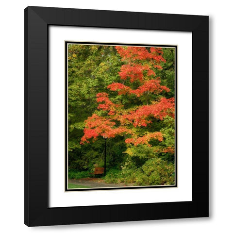 Fall Maple Fever VIII Black Modern Wood Framed Art Print with Double Matting by Geyman, Vitaly