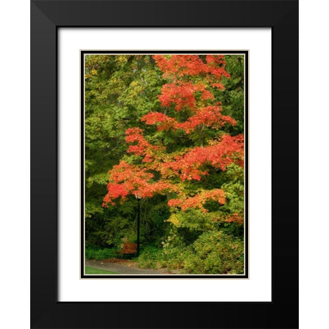 Fall Maple Fever VIII Black Modern Wood Framed Art Print with Double Matting by Geyman, Vitaly