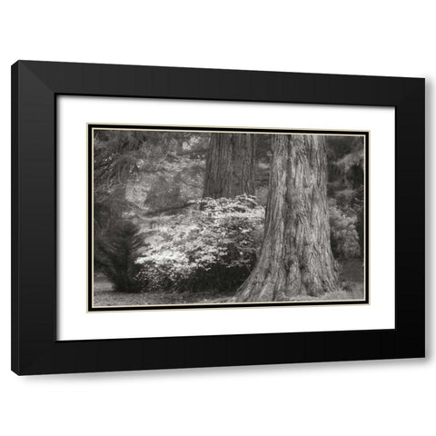 Ancient Forest III BandW Black Modern Wood Framed Art Print with Double Matting by Geyman, Vitaly