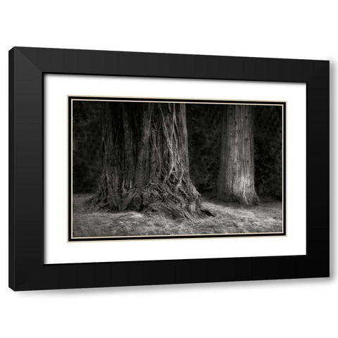 Ancient Forest IV BandW Black Modern Wood Framed Art Print with Double Matting by Geyman, Vitaly