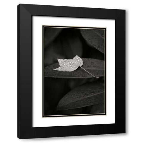 Water Leaf II BandW Black Modern Wood Framed Art Print with Double Matting by Geyman, Vitaly