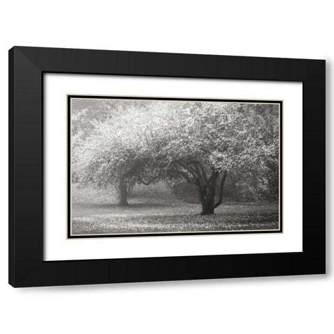 Autumn Japanese Maple BandW Black Modern Wood Framed Art Print with Double Matting by Geyman, Vitaly