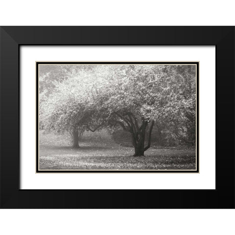 Autumn Japanese Maple BandW Black Modern Wood Framed Art Print with Double Matting by Geyman, Vitaly