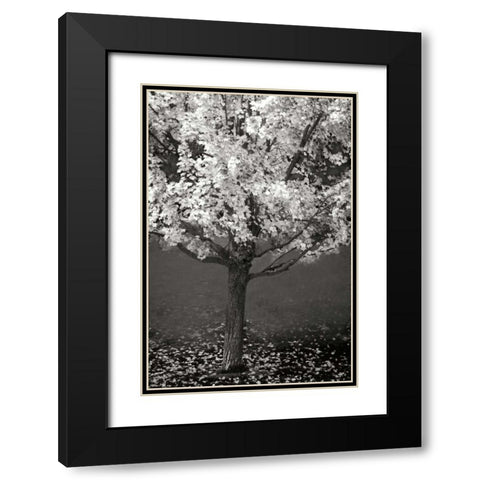 Maple Beauty II BandW Black Modern Wood Framed Art Print with Double Matting by Geyman, Vitaly