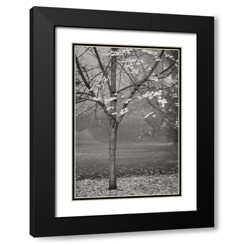 Maple Delicacy I BandW Black Modern Wood Framed Art Print with Double Matting by Geyman, Vitaly