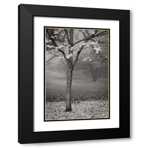 Maple Delicacy II BandW Black Modern Wood Framed Art Print with Double Matting by Geyman, Vitaly