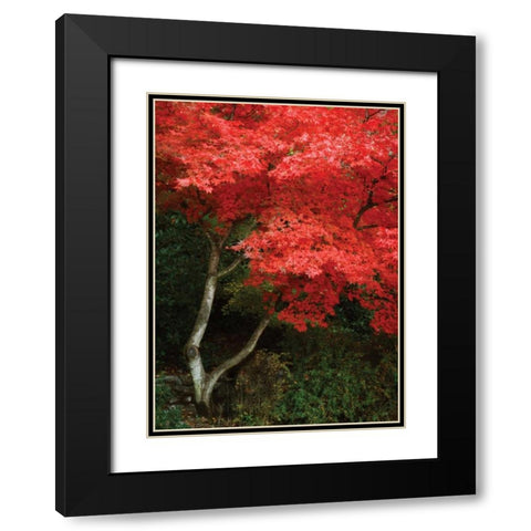 Maple Beauty I Black Modern Wood Framed Art Print with Double Matting by Geyman, Vitaly