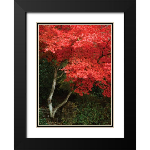 Maple Beauty I Black Modern Wood Framed Art Print with Double Matting by Geyman, Vitaly