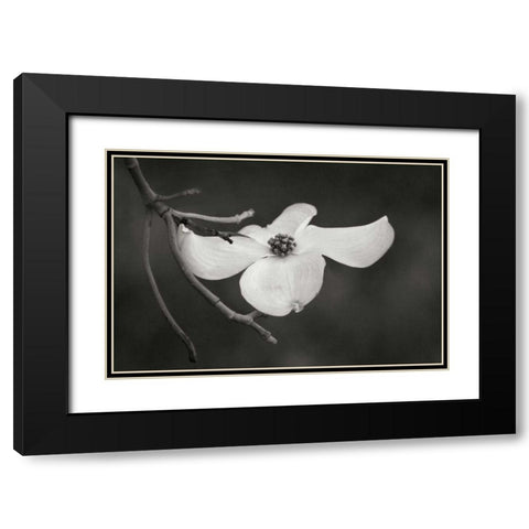 Dogwood Delicacy I BandW Black Modern Wood Framed Art Print with Double Matting by Geyman, Vitaly