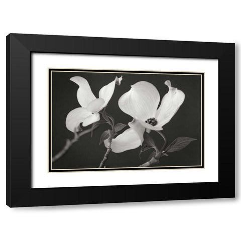 Dogwood Delicacy II BandW Black Modern Wood Framed Art Print with Double Matting by Geyman, Vitaly