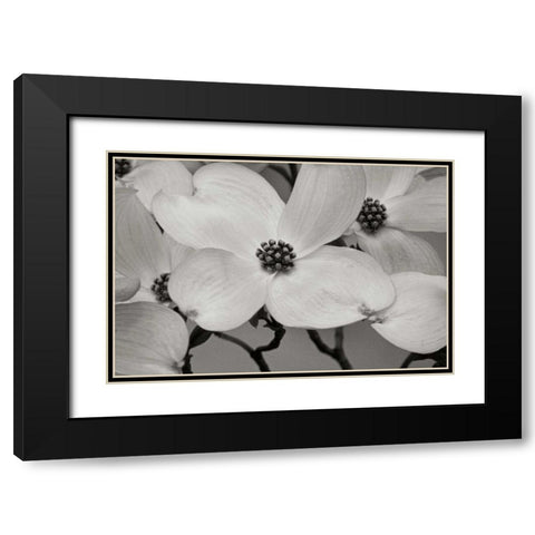 Dogwood Delicacy III BandW Black Modern Wood Framed Art Print with Double Matting by Geyman, Vitaly