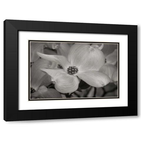 Dogwood Delicacy IV BandW Black Modern Wood Framed Art Print with Double Matting by Geyman, Vitaly