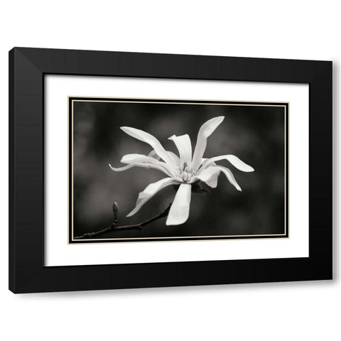 Magnolia Dreams I Black Modern Wood Framed Art Print with Double Matting by Geyman, Vitaly