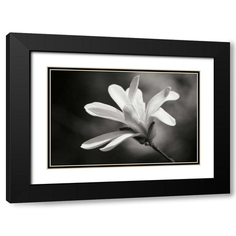 Magnolia Dreams II Black Modern Wood Framed Art Print with Double Matting by Geyman, Vitaly