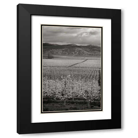 Pear Orchard I Black Modern Wood Framed Art Print with Double Matting by Geyman, Vitaly
